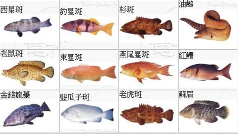 有鱗魚種類|魚類